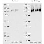 CD68 Antibody | FA-11