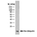 Histidine Tag Antibody | AD1.1.10
